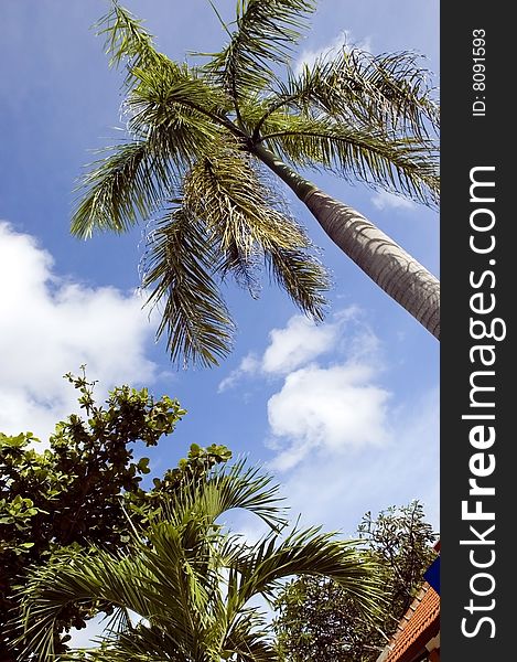 Indonesia, Bali Island with green, tropical palm trees and blue sky as background. Indonesia, Bali Island with green, tropical palm trees and blue sky as background.