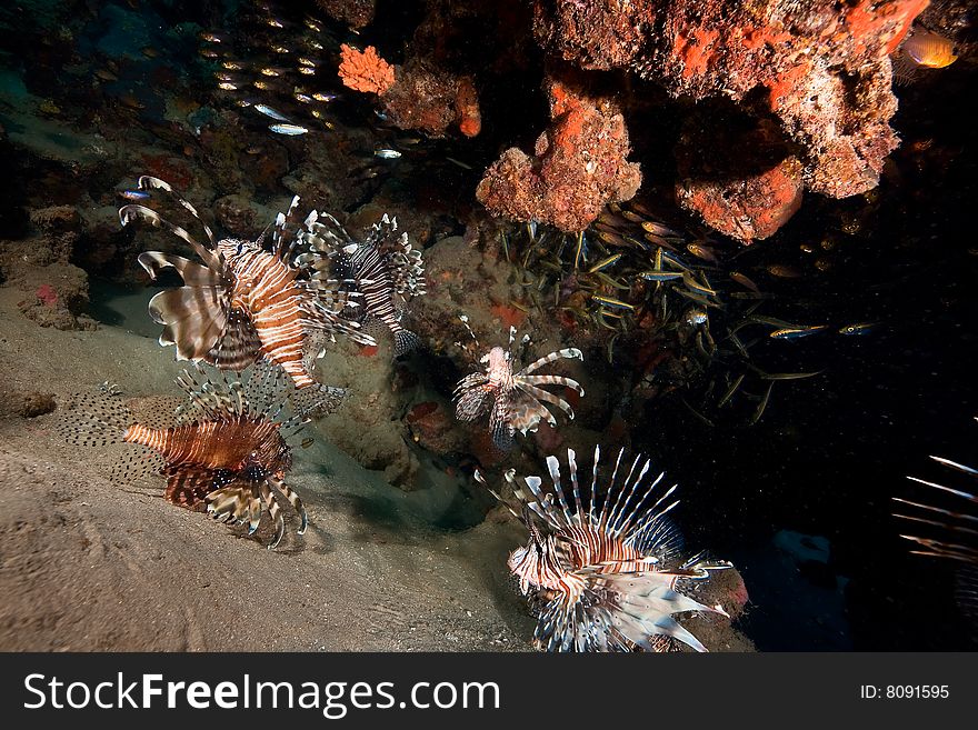 Common lionfish (pterois miles) taken in the red sea.