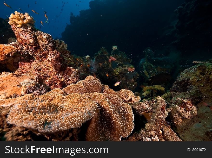 Coral and fish taken in the red sea.