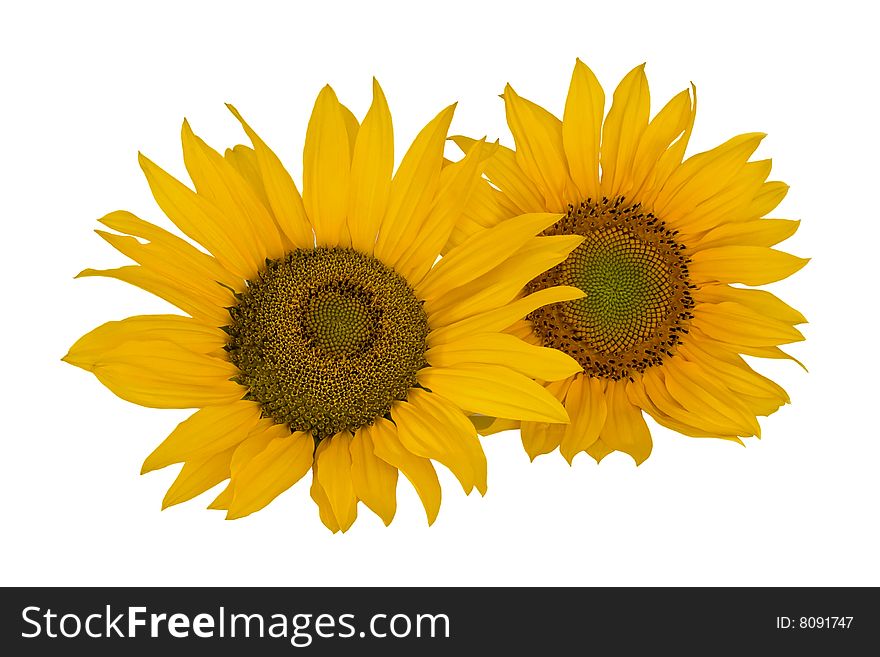 Close-up of two sunflowers against a white background