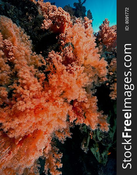 Litophyton arboreum taken in the red sea. Litophyton arboreum taken in the red sea.