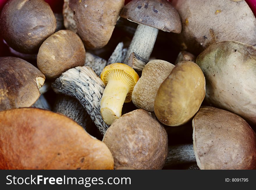 Close-up of a bunch of raw fresh eatable mushrooms gathered in a european forest. Mushrooms of various eatable kinds with brown cap and white stem ( Boletus edulis, Leccinum scabrum, Leccinum aurantiacum) and small young yellow mushroom (Cantharellus cibarius) in a center
