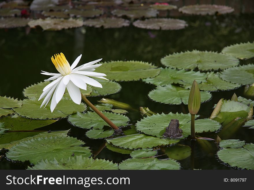 Frog in a pond with white lotus