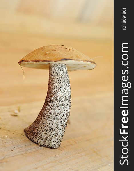 Close-up of an eatable mushroom with brown cap standing on a wooden floor. Close-up of an eatable mushroom with brown cap standing on a wooden floor