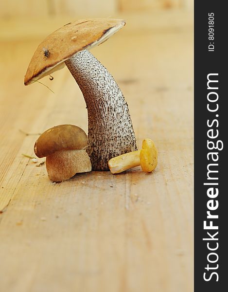 Close-up of an eatable mushrooms with brown cap standing on a wooden floor. Close-up of an eatable mushrooms with brown cap standing on a wooden floor