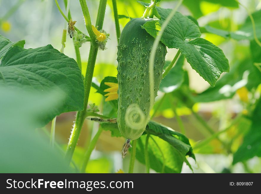 Fresh Tasty Cucumber Growing Outdoor