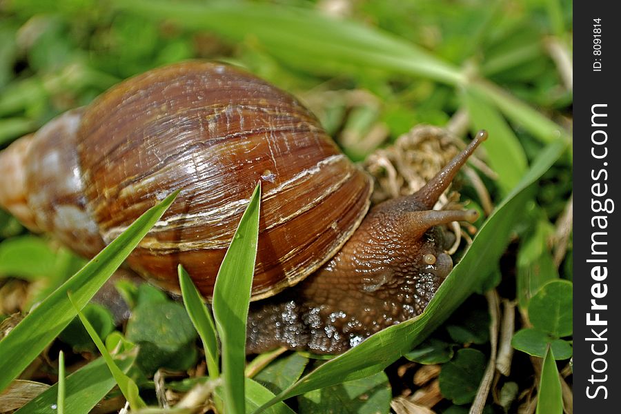 This was  snail found in the grass at a Hawaii state park. This was  snail found in the grass at a Hawaii state park.