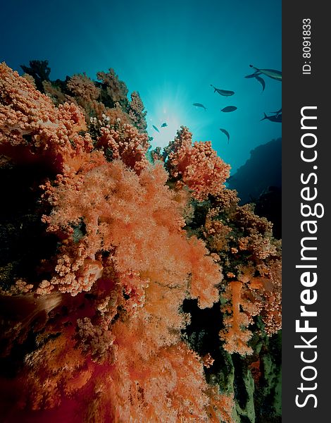 Softcoral