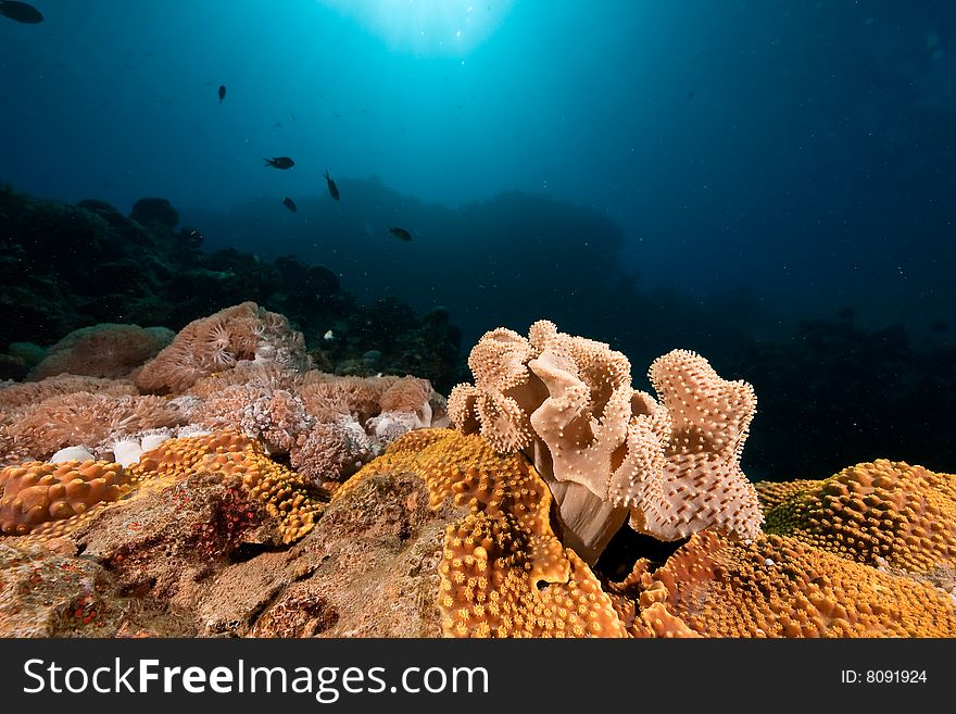 Ocean, sun and coral taken in the red sea.