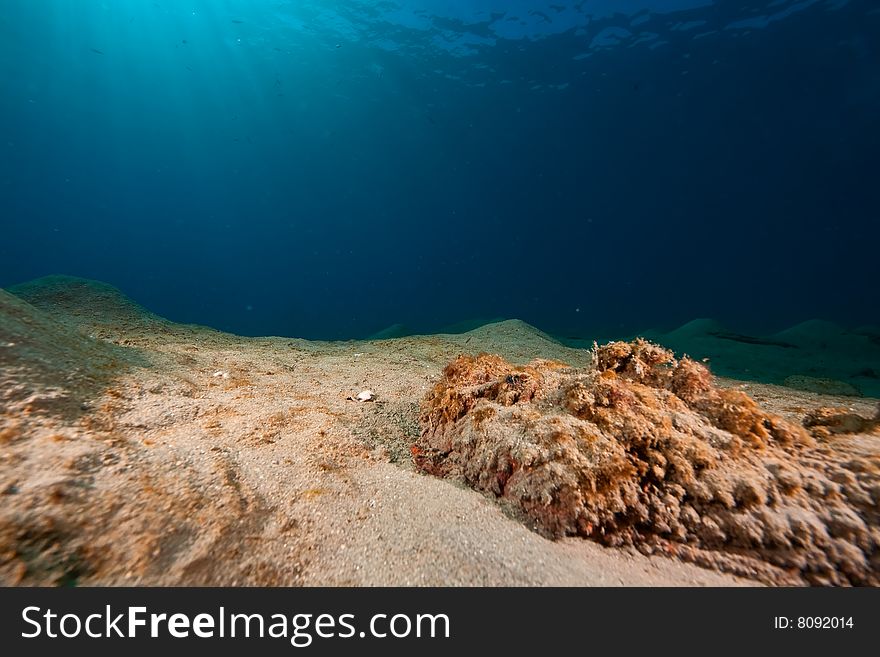 Stonefish