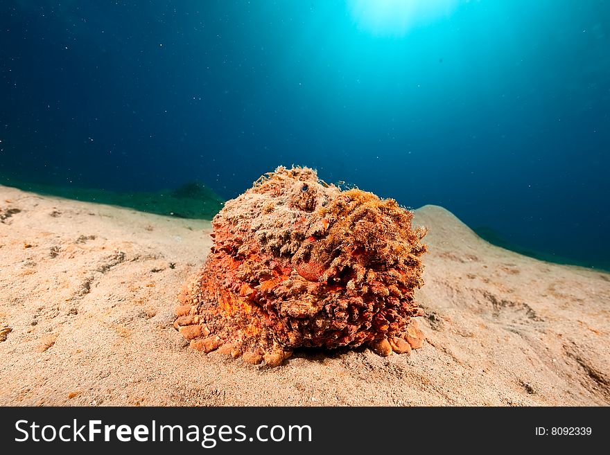 Stonefish (synanceia verrucosa) taken in the red sea.