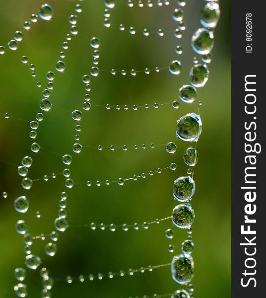 Water droplets on the spider web with a green background