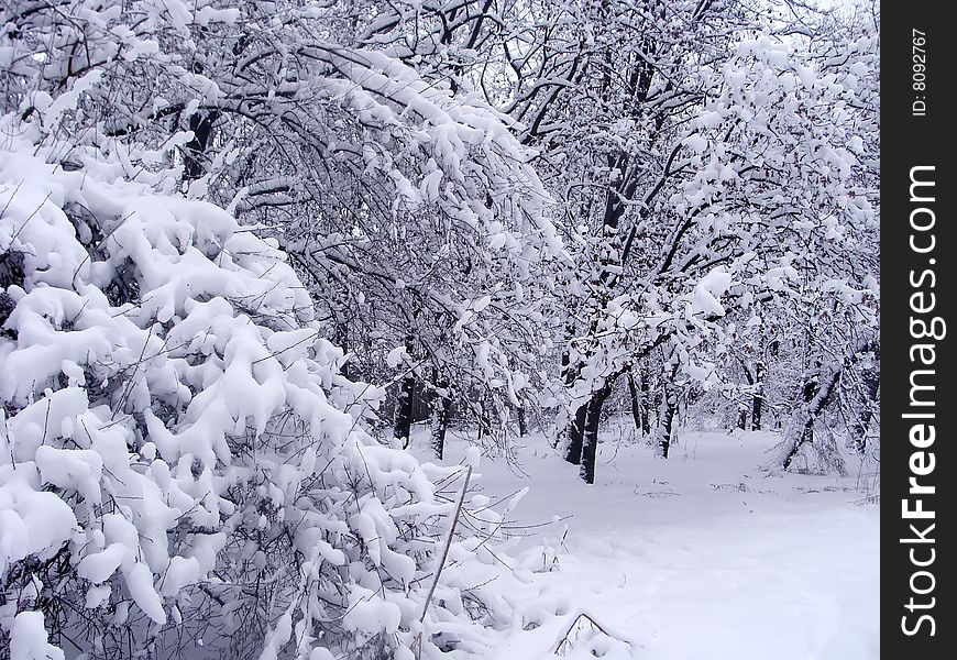 Trees covered by snow in a wood. Trees covered by snow in a wood