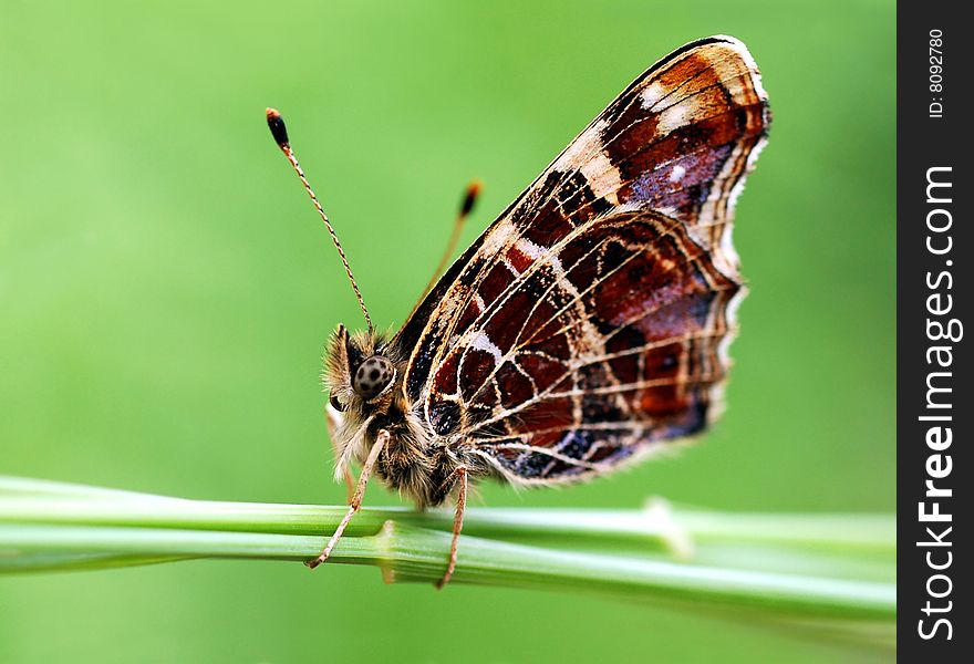 Dark Butterfly sitting on the grass with a green background. Dark Butterfly sitting on the grass with a green background