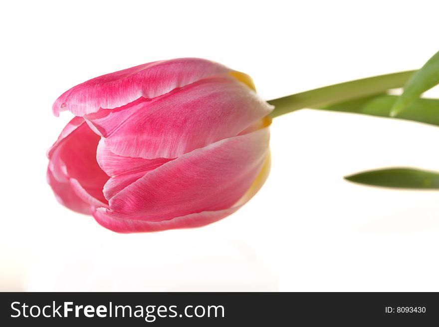 Pink spring fresh tulip, isolated on white