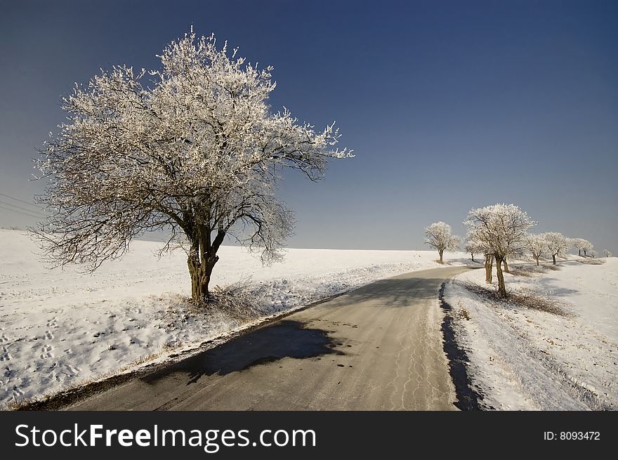 Trees above road at winter. Trees above road at winter