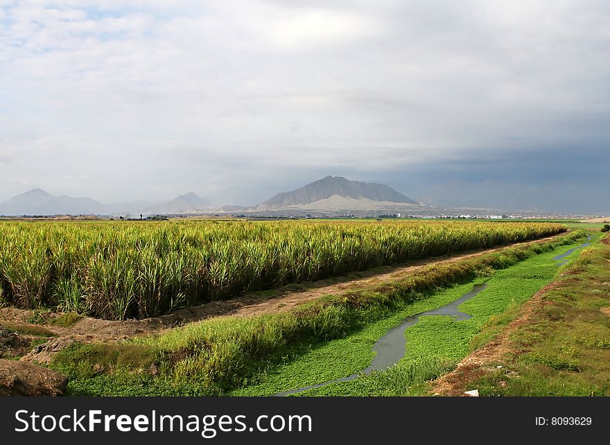 Field of crops