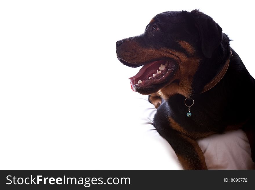 Studio photo of dog Rottweiler