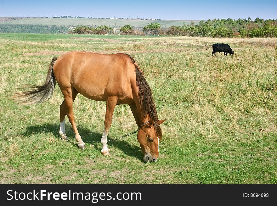 Brown horse and black bull grazing at meadow. Brown horse and black bull grazing at meadow