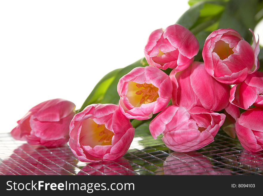 Pink spring tulips on mirror bowl, isolated on white. Pink spring tulips on mirror bowl, isolated on white