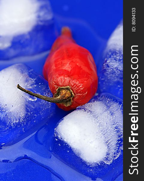 A red hot chili pepper on melting blue ice. A red hot chili pepper on melting blue ice