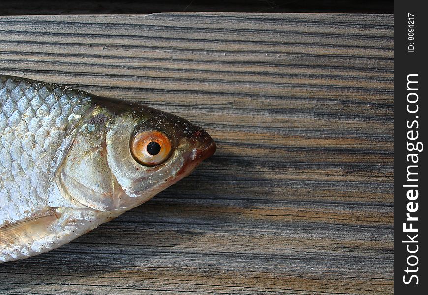 Dead fish on a wooden background