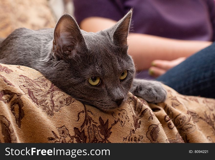 Grey cat lying on gobelin