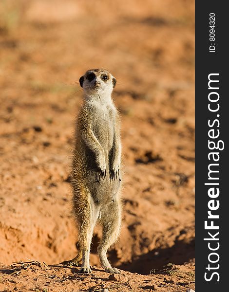 Suricate or meerkat standing in Kalahari desert; Suricata suricatta