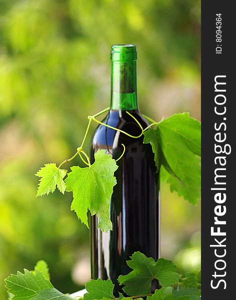 Bottle of wine between grapevine leves.