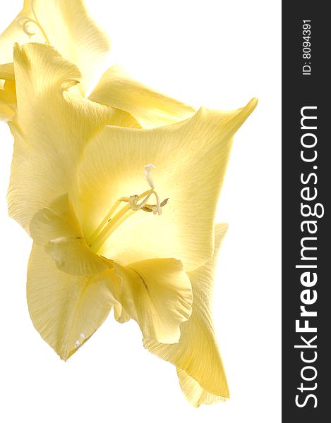 Single flower of yellow georgina macro isolated on white