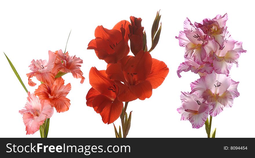 Three gladioluses isolated on white. Each is taken separately in big size.