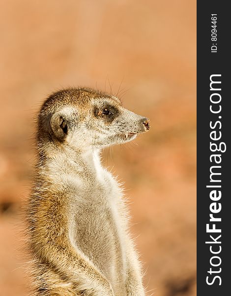 Portrait of Suricate or meerkat in Kalahari desert; Suricata suricatta