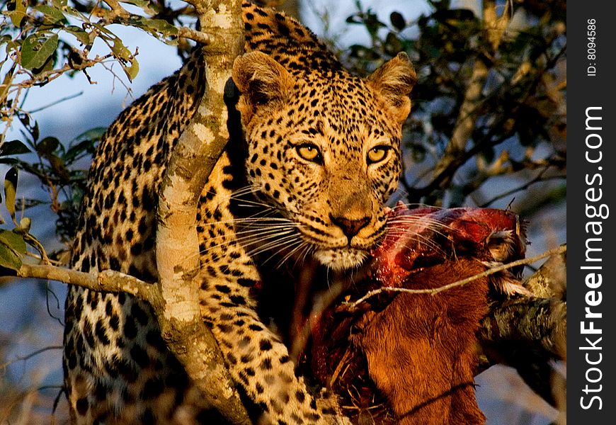 Leopard with prey