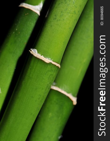 Bamboo stems on black background