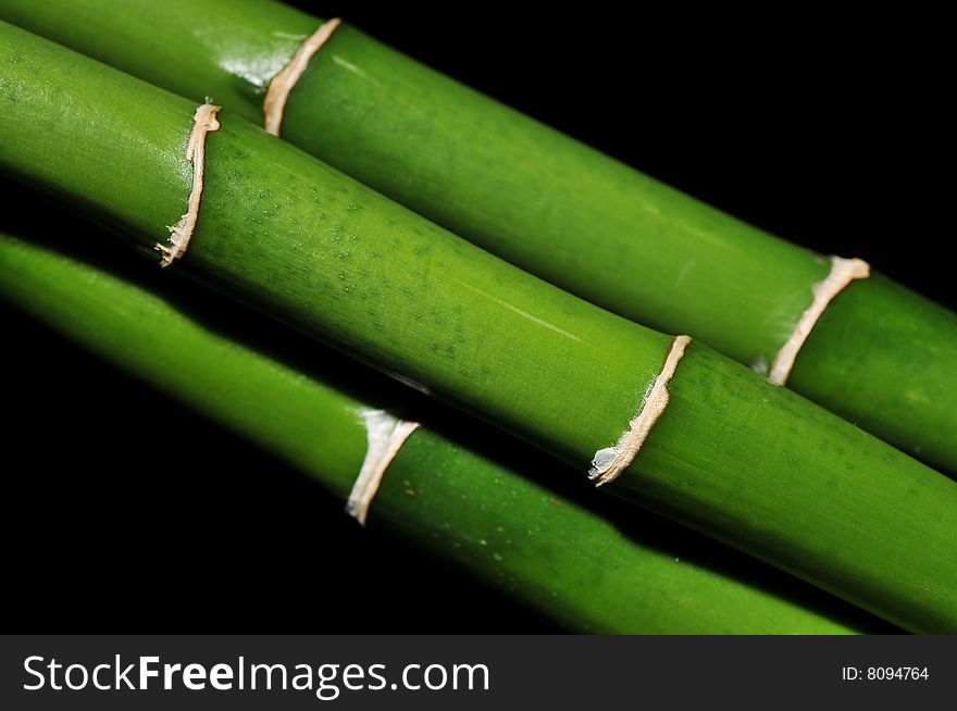 Bamboo stems on black background