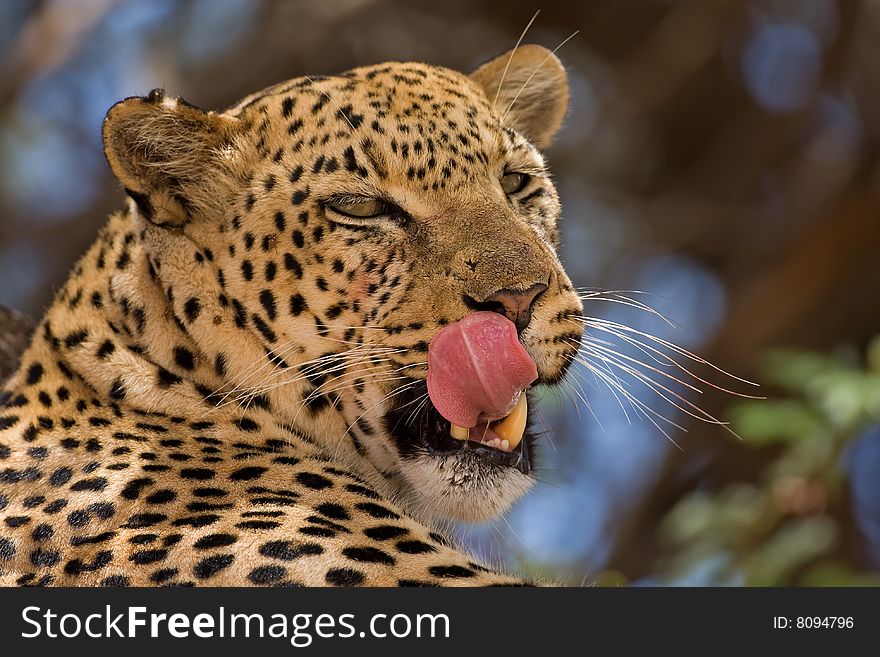 Close-up of leopard in tree; panthera pardus