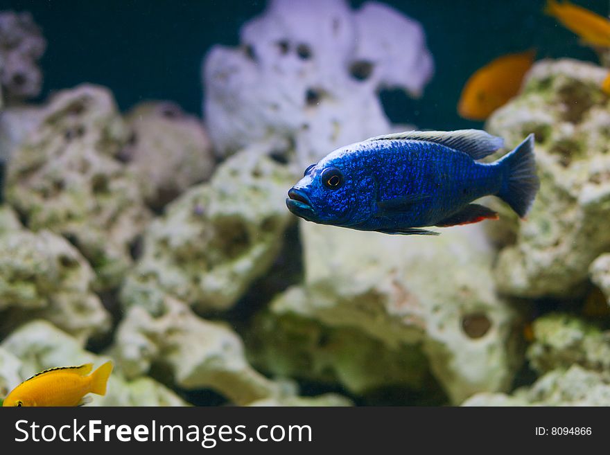 Blue Fish in aquarium on light rock background.