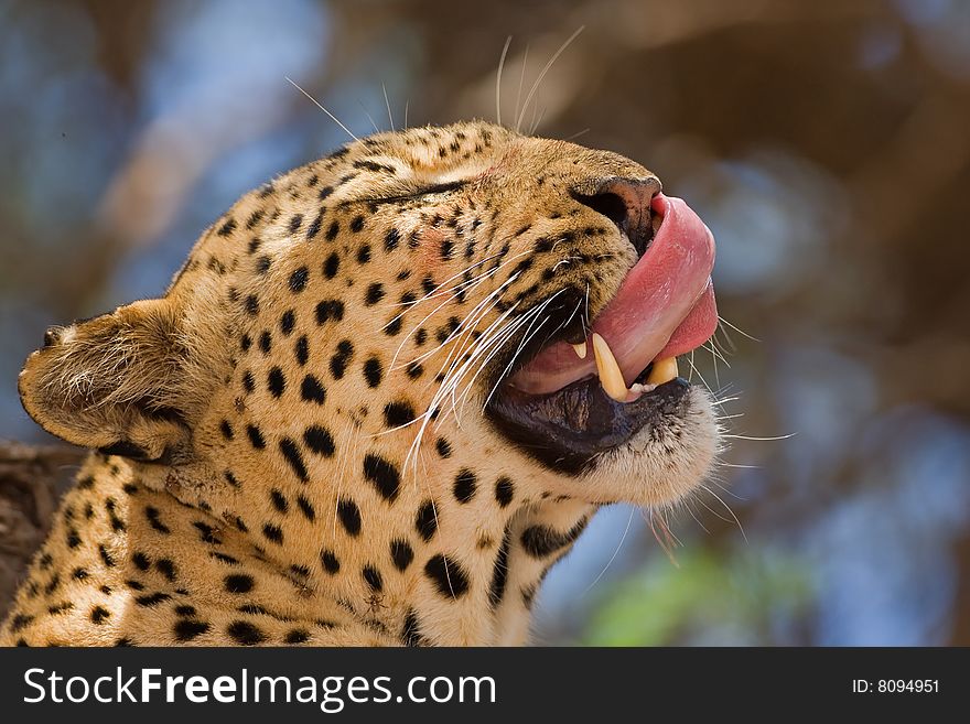 Close-up of leopard in tree; panthera pardus