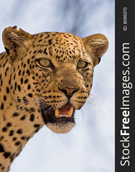 Close-up portrait of leopard ; panthera pardus. Close-up portrait of leopard ; panthera pardus