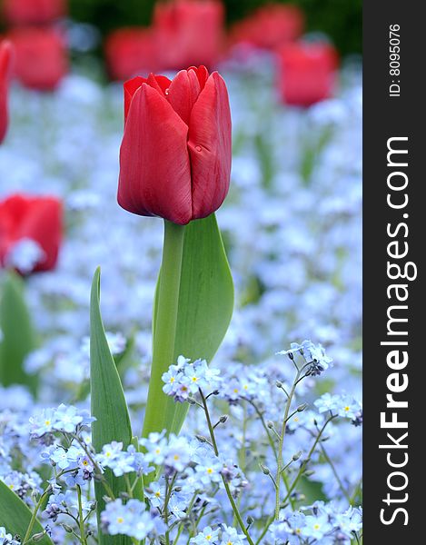 Close up shot of a tulip