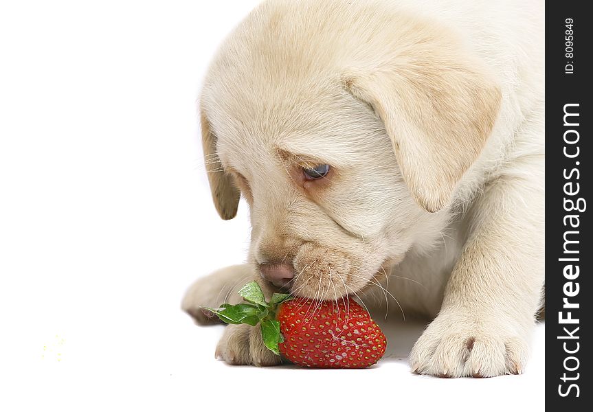 Puppy Labrador a retriever smelling a strawberry. Pup on a white background. Puppy Labrador a retriever smelling a strawberry. Pup on a white background.