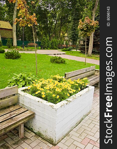 Photo of flower-bed with yellow flowers