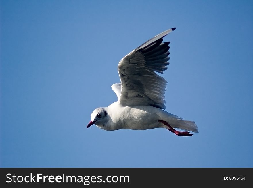 Close-up photo of flying sea gull
