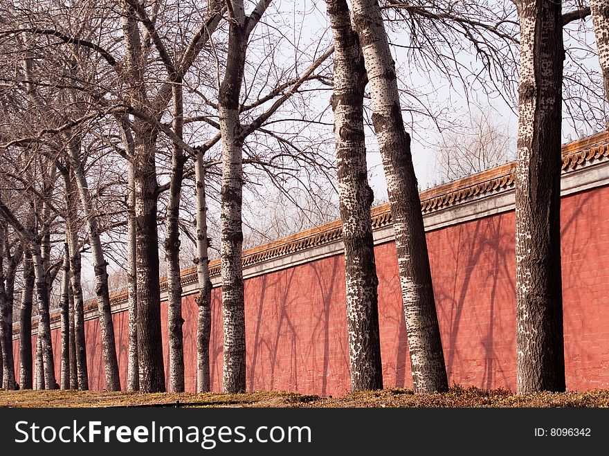 Dry tree and red rampart in Beijing winter. Dry tree and red rampart in Beijing winter