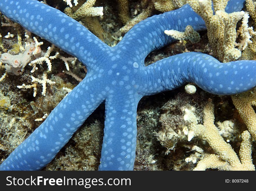 Blue starfish extracting food from coral on reef