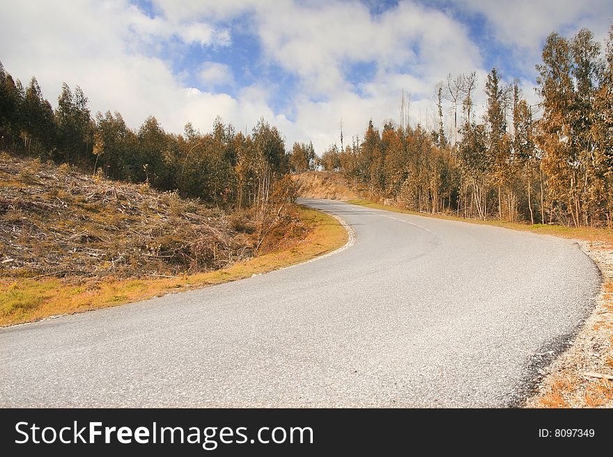 Road vanishing to the horizon at a forest