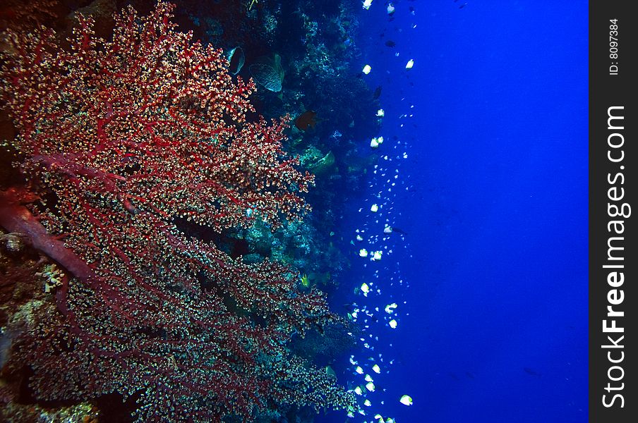 Gorgonian sea fan on coral reef feeding in the gentle current