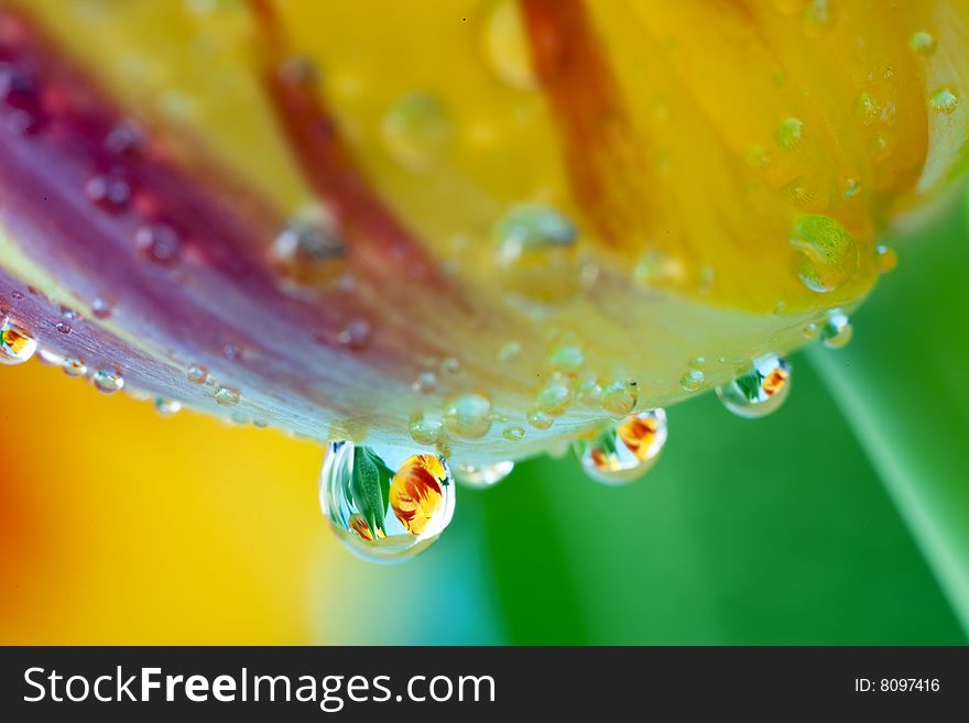 Vase of flame tulips with water drops