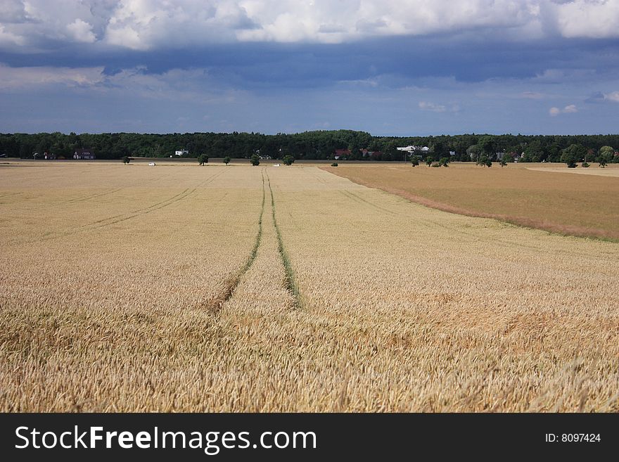 Wheat field with tracks after agricultural vehicles. Wheat field with tracks after agricultural vehicles