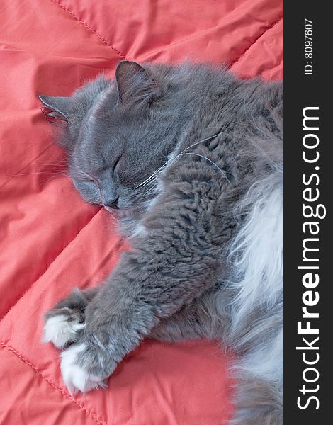 Sleeping cat on red silk quilt